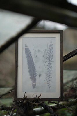 Blechnum spicant Gewöhnlicher Rippenfarn